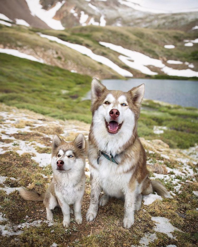 Seeing Double Pet Transformation Photos