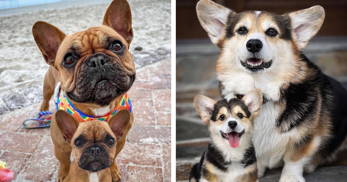 Unique Pet Transformation Photos Show a Puppy Then and Now