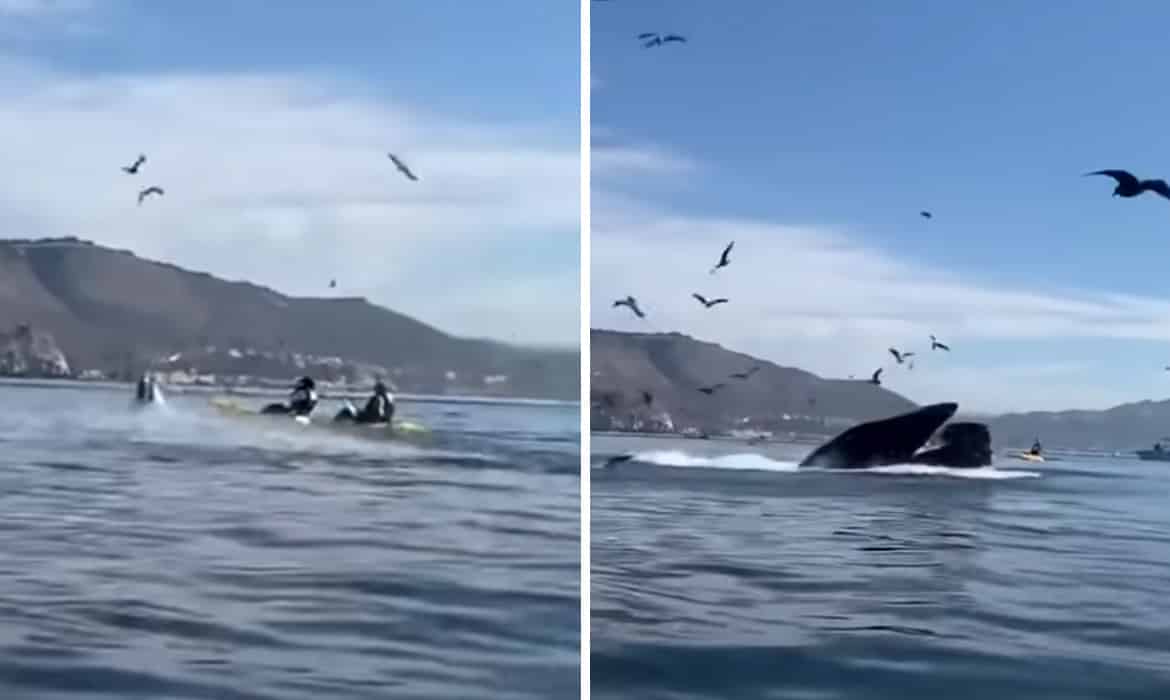 Whale Engulfs Kayakers