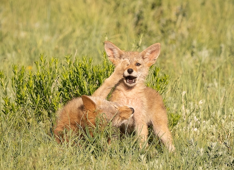 Two Coyote Pups Playing