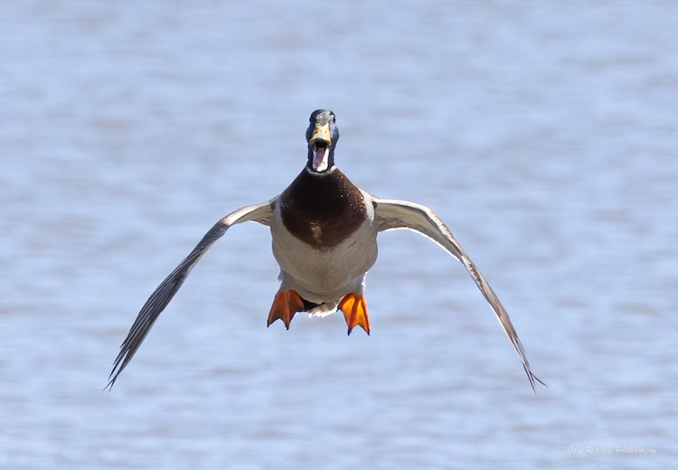 Mallard Landing on the Water