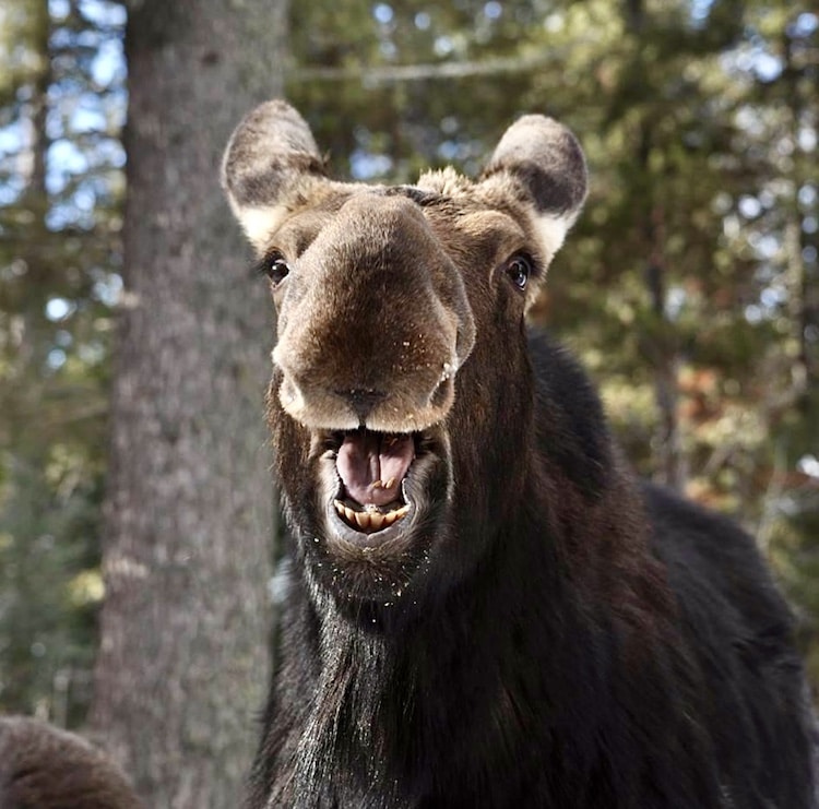 Cow Moose Eating