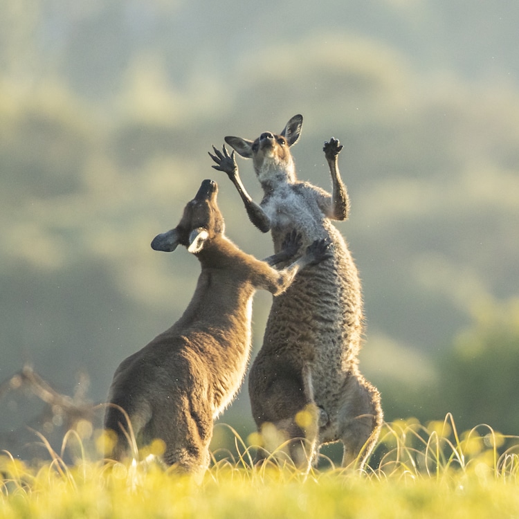 Young Western Grey kangaroos were having a play