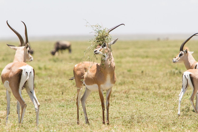 Gazelle in Tanzania with Grass in its Horns