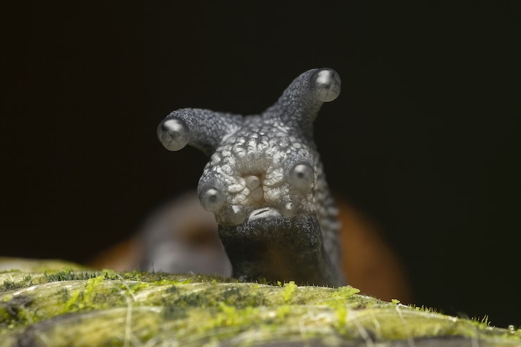 Close Up Portrait of Kaiju Snail