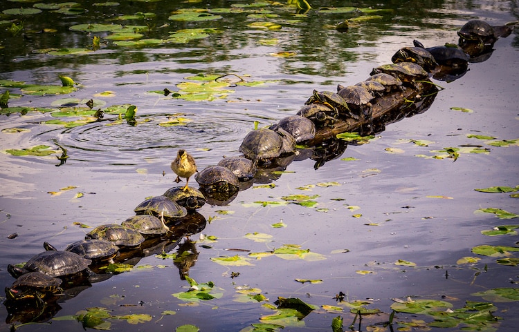 A duckling waddling across a turtle covered log at the Juanita wetlands