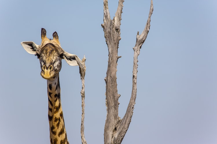 Giraffe Scratching Head on a Tree in Zambia