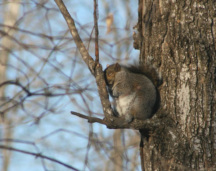 Grey Squirrel Napping in a Tree