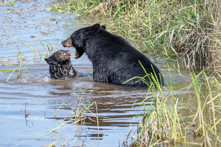 Momma bear yelling at cub 