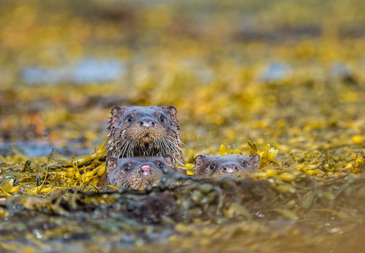 Three Eurasian Otter in Water