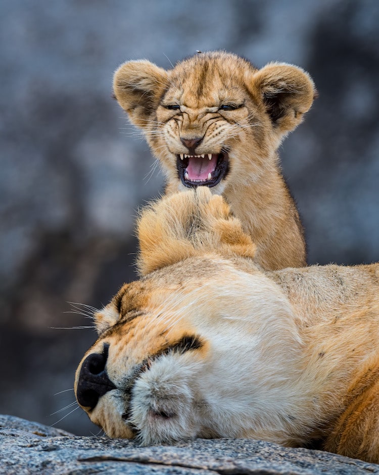 Lion Cub with Sleeping Mother Lion
