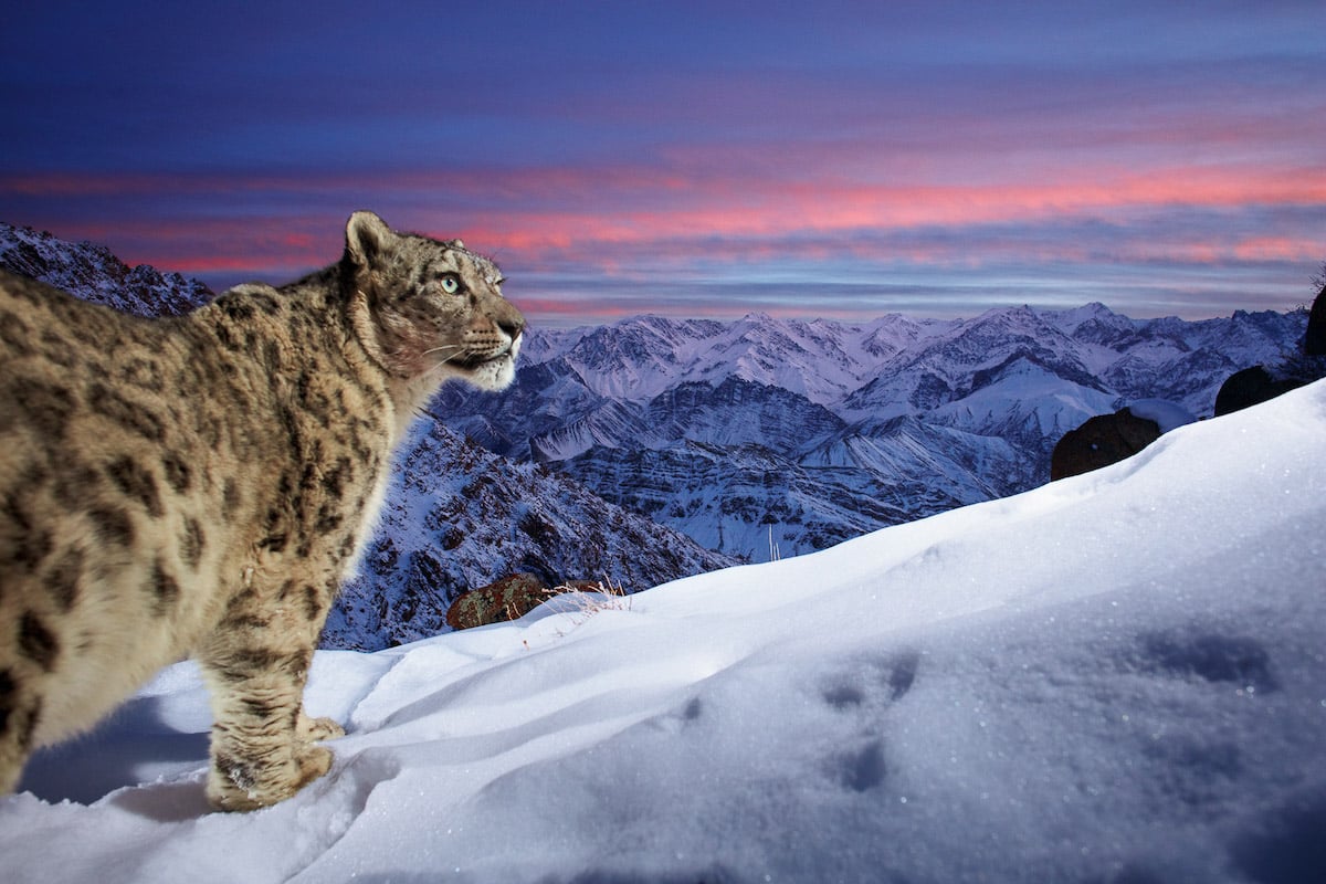 Snow Leopard in the Mountains of Ladakh, India