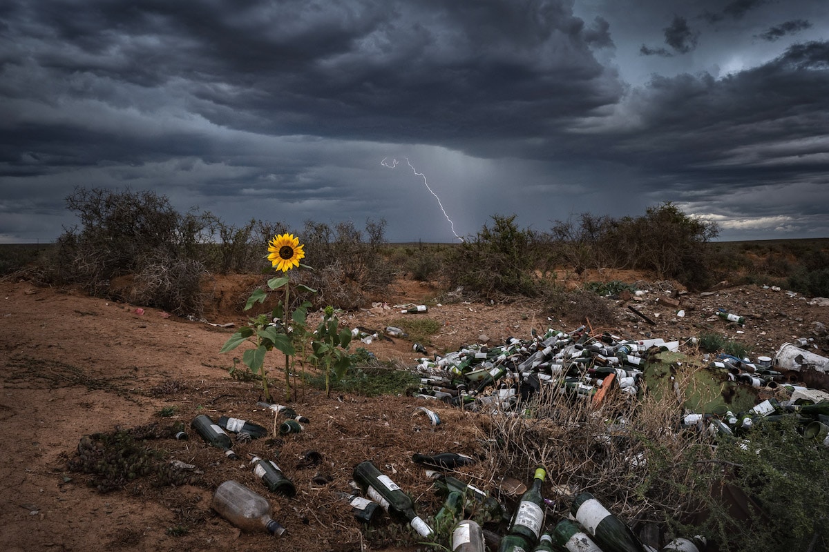 Sunflower in South African landscape ruined by a storm