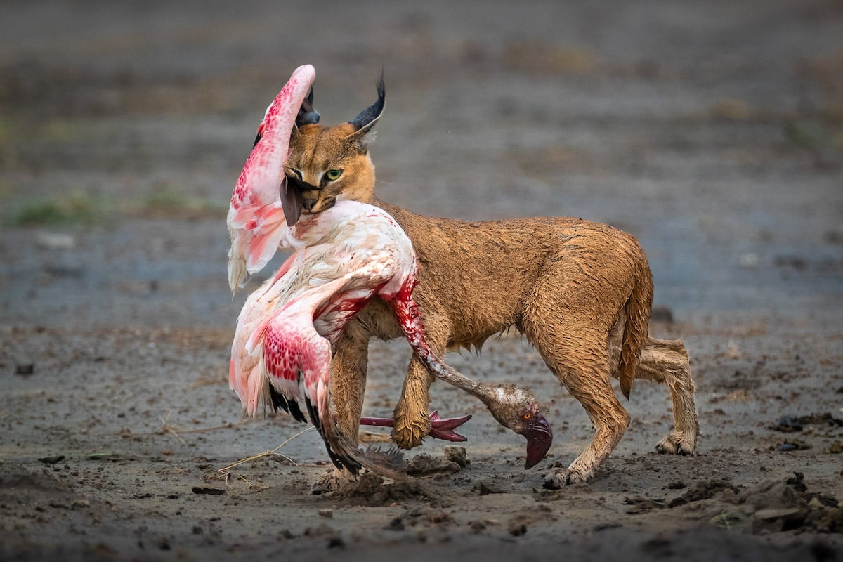 Caracal in Tanzania with a Flamingo in its Mouth