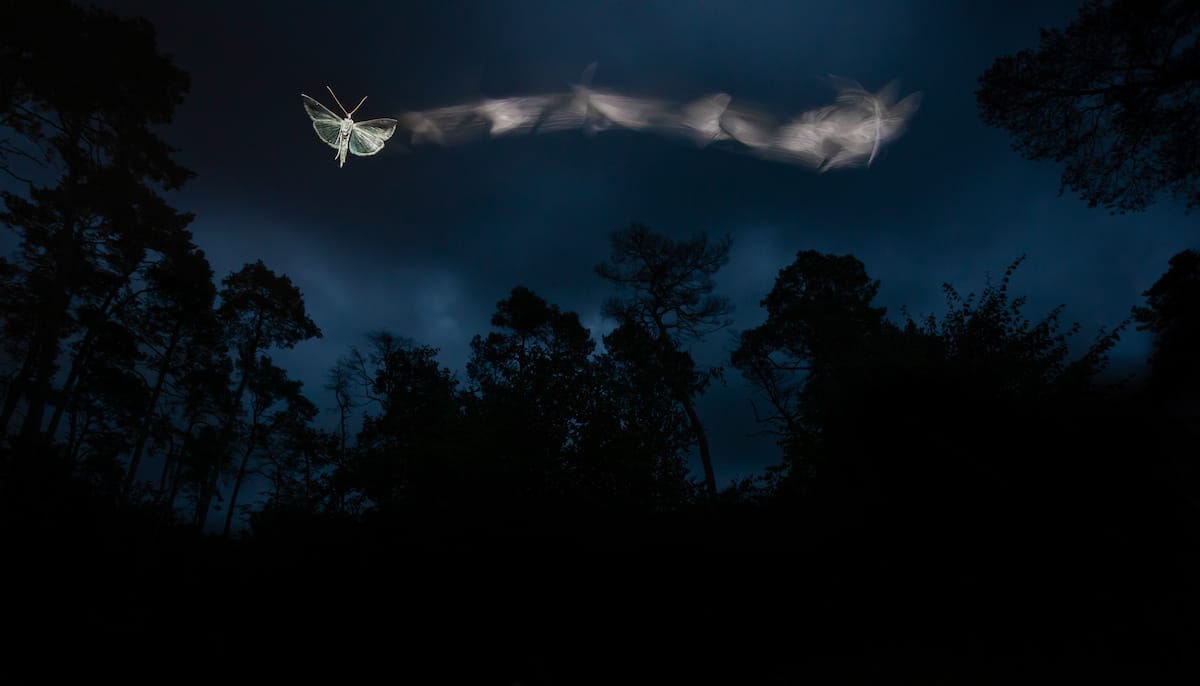 Multi-Exposure Photo of a Moth Flying Over the Forest