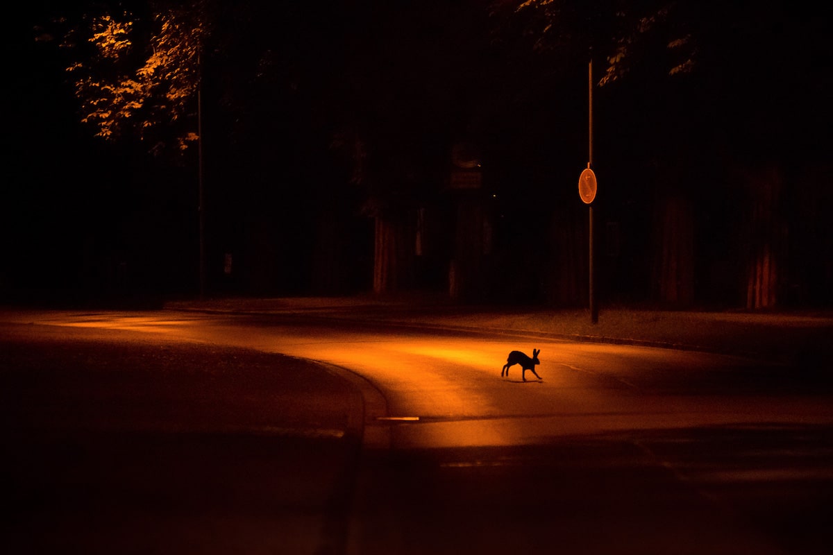 Hare Running Across City Street at Night
