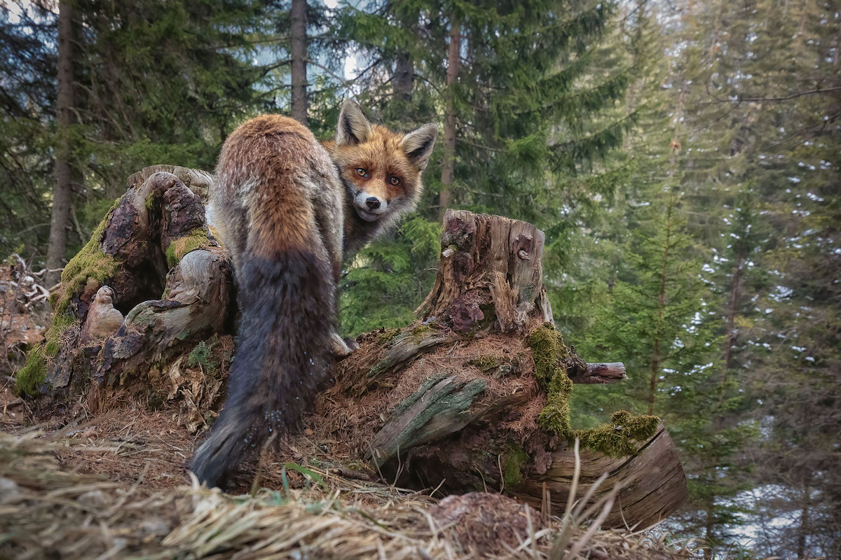 Portrait of a Dog Fox in Switzerland