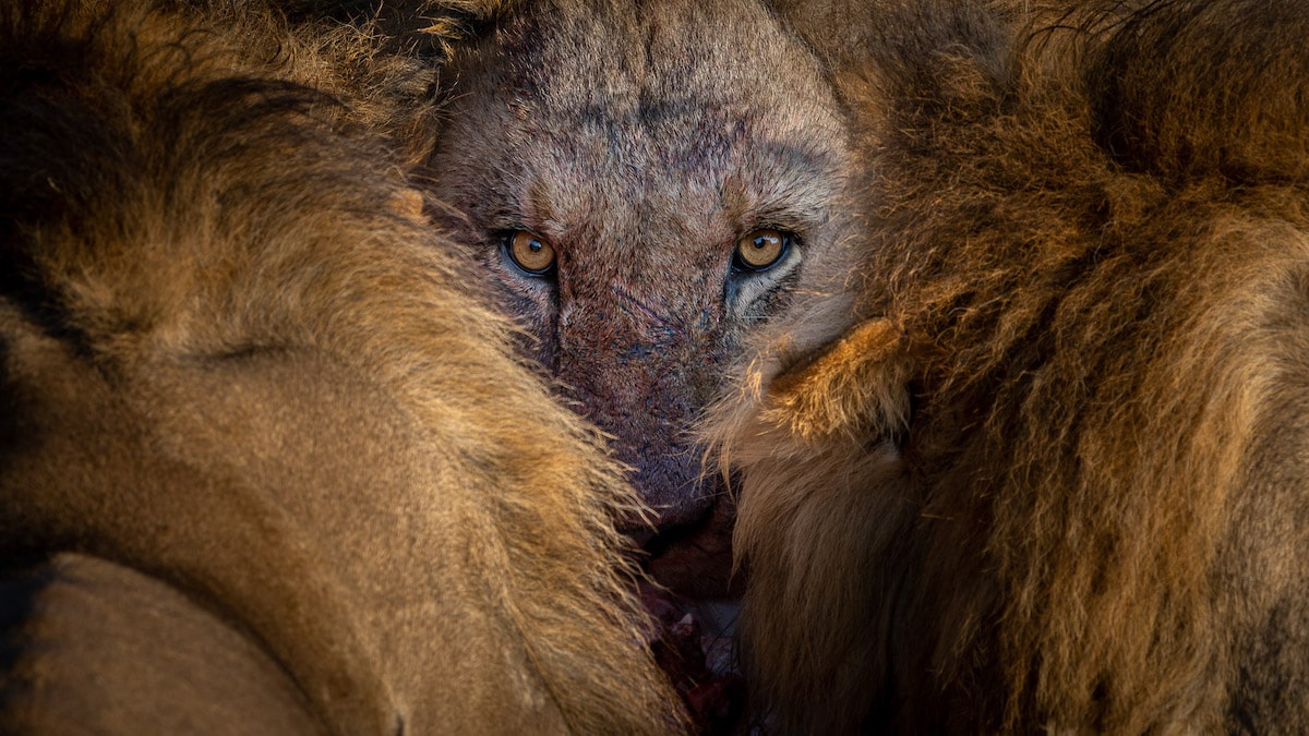 Portrait of a Lion in Botswana
