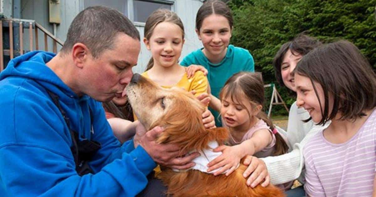 Blind Golden Retriever Found After Missing in Alaska for 3 Weeks - Vimarsana News