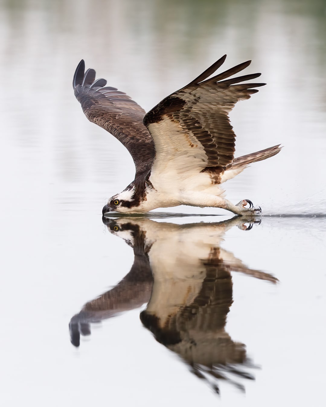 Osprey Gliding Across Water by Andy Woo