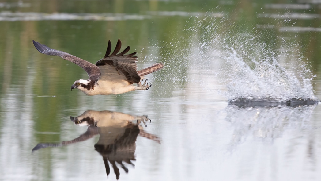 Osprey Gliding Across Water by Andy Woo