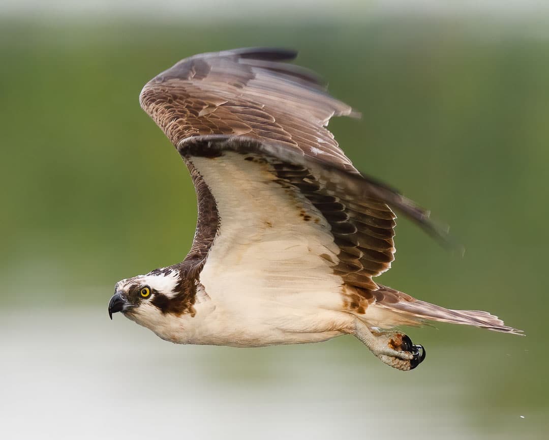 Osprey Flying by Andy Woo