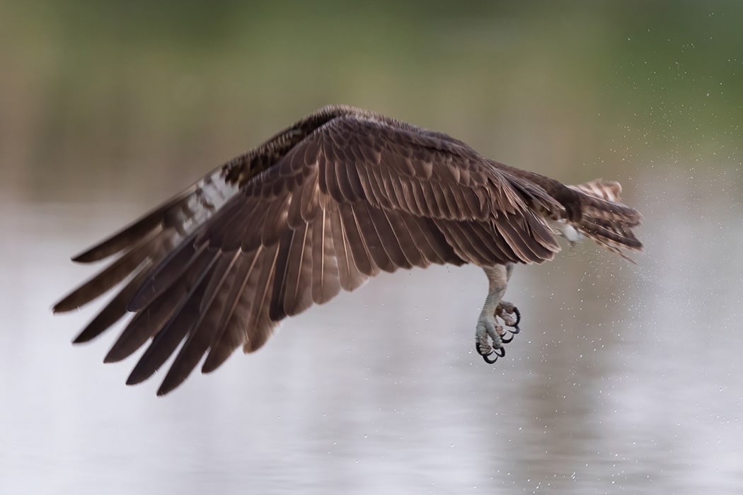 Osprey Flying by Andy Woo