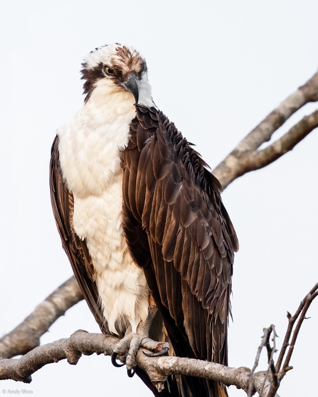 Osprey Portrait by Andy Woo