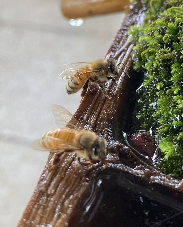Water sanctuary for bees at Hitokotonushi Shrine