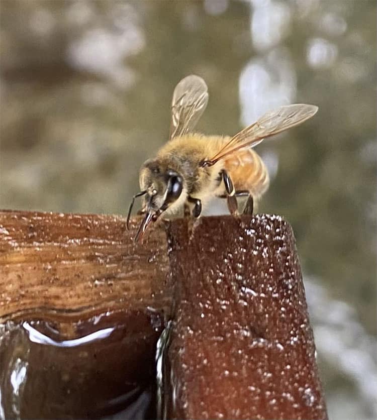 Vattenfristad för bin vid helgedomen Hitokotonushi