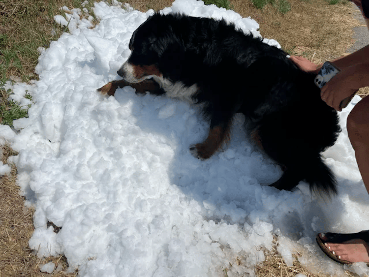Bernese Mountain Dog Enjoys Last Snow