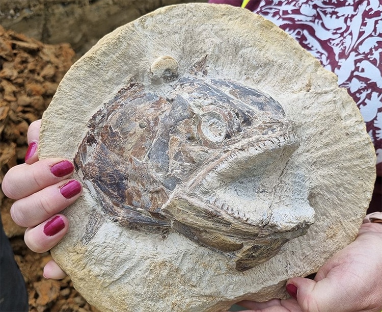 Jurassic Fossilized Fish