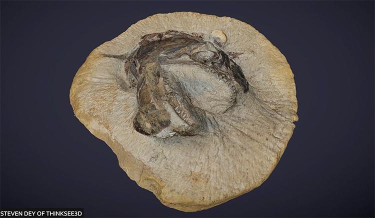 Jurassic Fossilized Fish