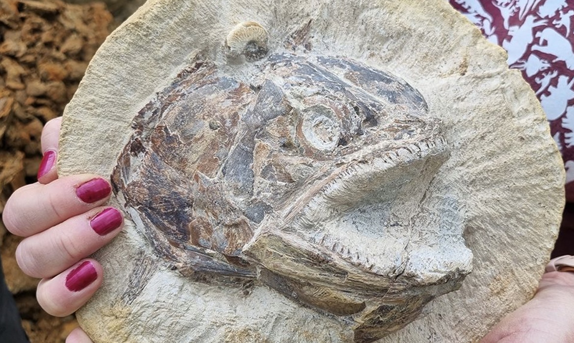 Jurassic Era Fossilized Fish Discovered In English Cow Field