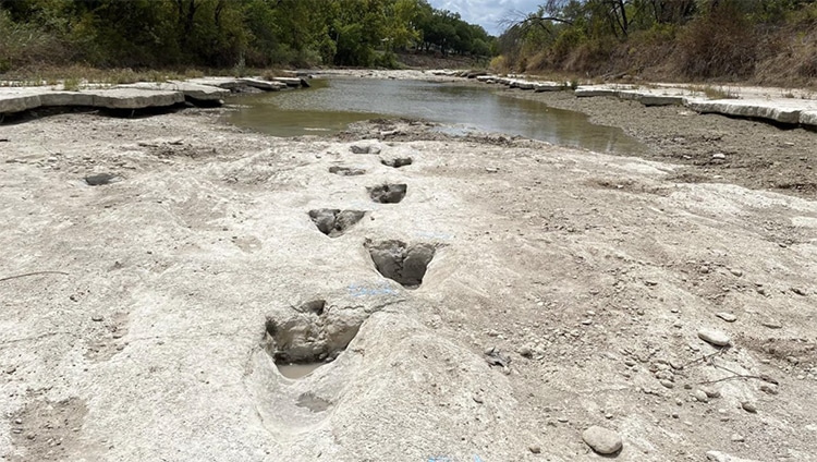 110-Million-Year-Old Dinosaur Tracks in Texas Riverbed Emerge as Waters Recede