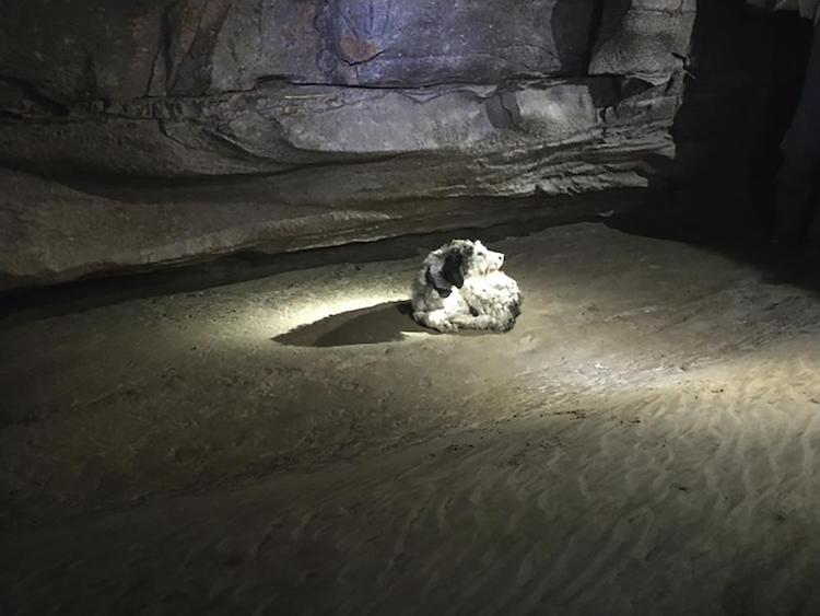 13-year-old dog Abby in cave