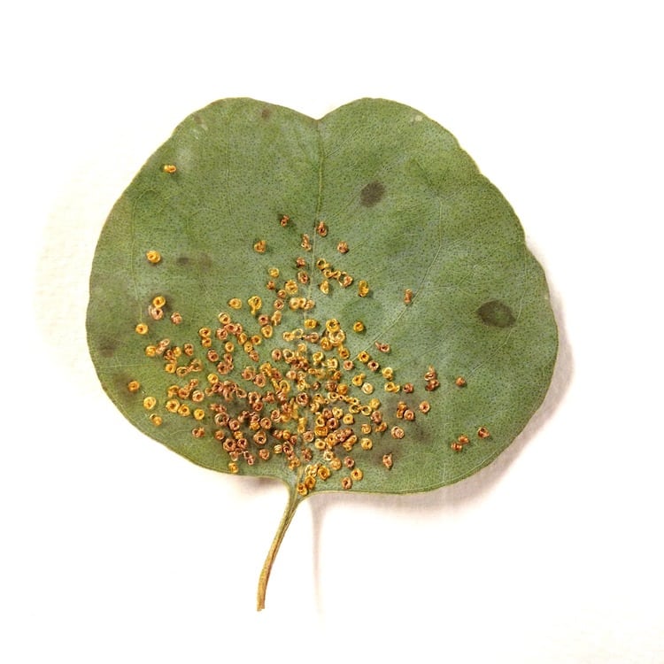 Embroidery on Leaves by Hillary Waters Fayle