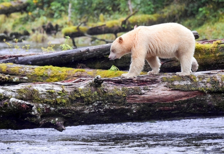 Get a Glimpse of the Rare Spirit Bear on Gribbell Island