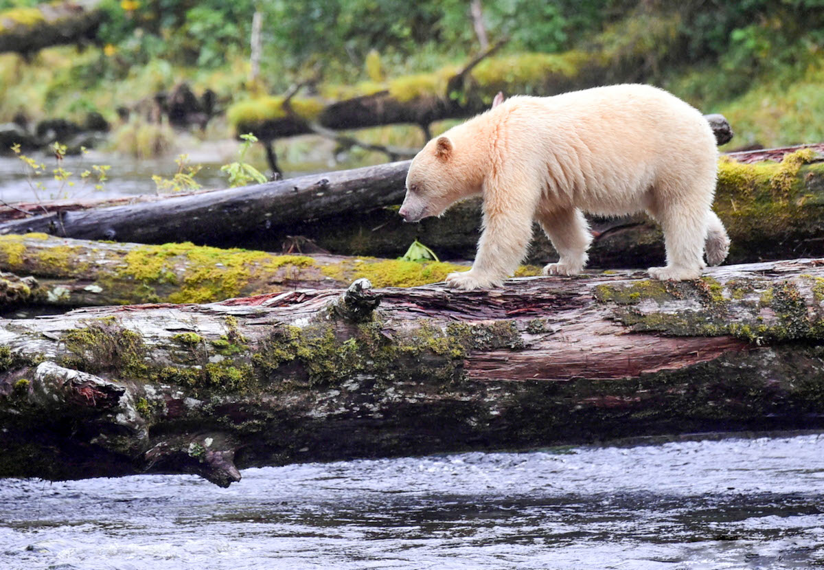 Animal Facts: Kermode (spirit) bear