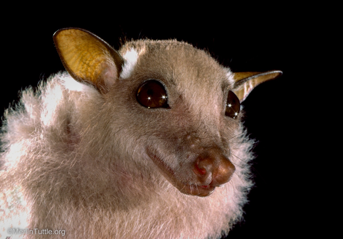 A minor epauletted fruit bat (Epomophorus labiatus minor)