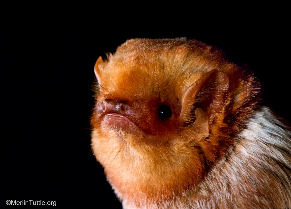An adult male eastern red bat (Lasiurus borealis)