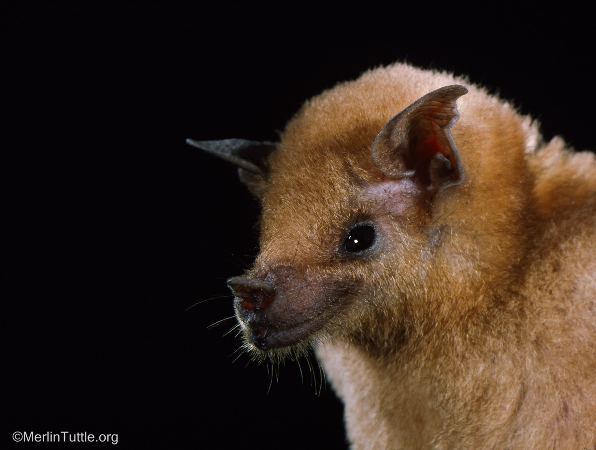 A lesser long-nosed bat (Leptonycteris yerbabuenae)