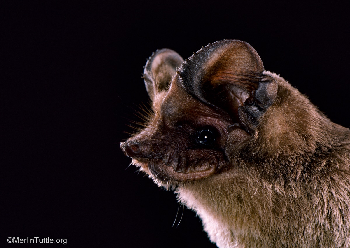 Brazilian free-tailed bat (Tadarida brasiliensis) in Texas.