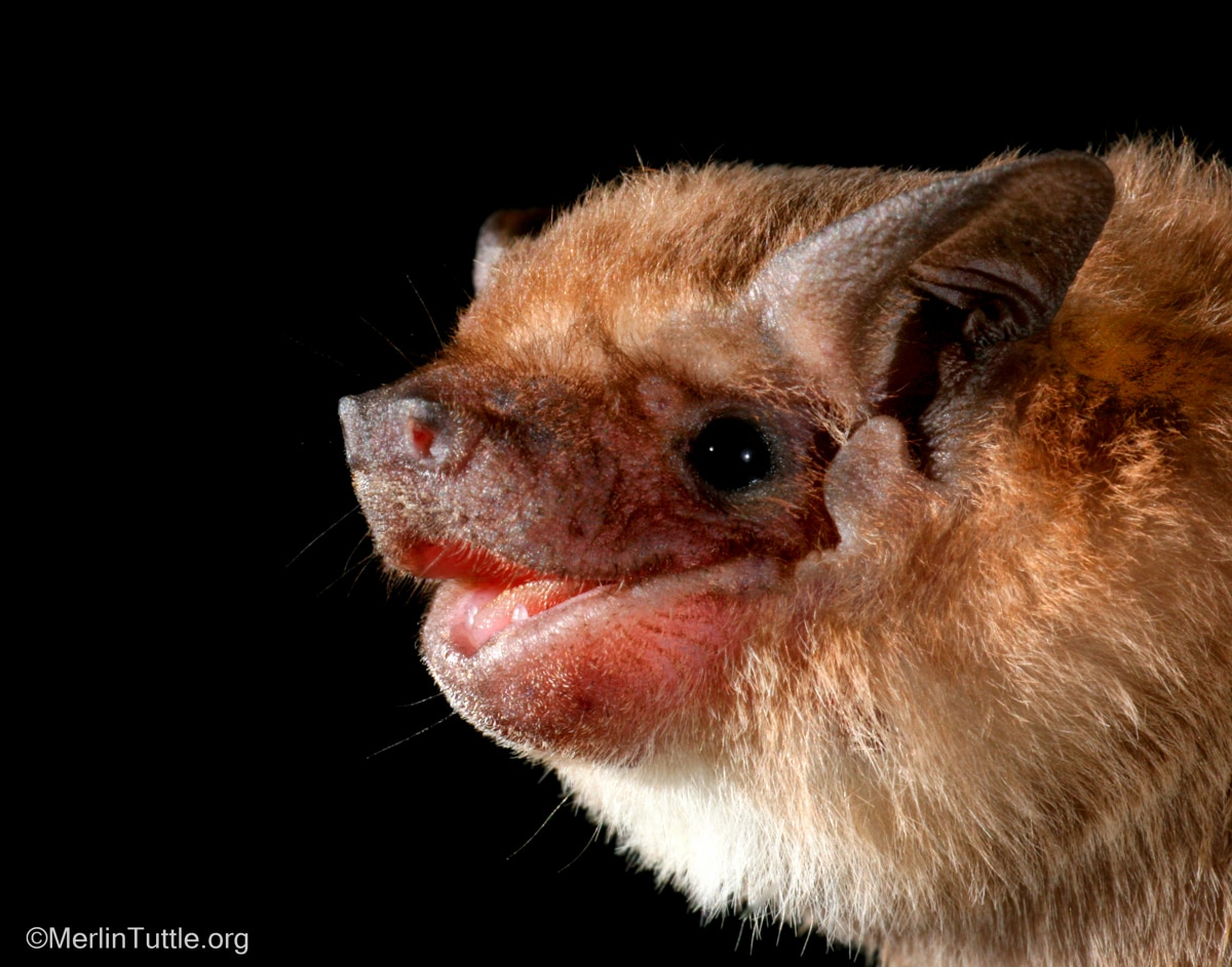 A dwarf dog-faced bat (Molossops temminckii) from Paraguay. Portraits