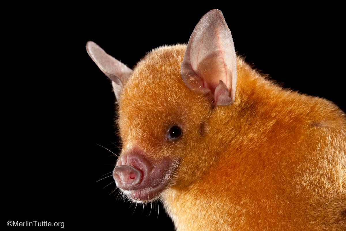 Adorable Bat Portraits Combat Stereotypes