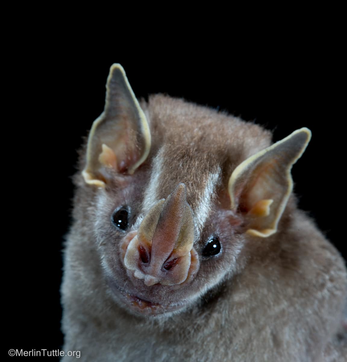 A pygmy fruit-eating bat (Artibeus phaeotis) in Panama.