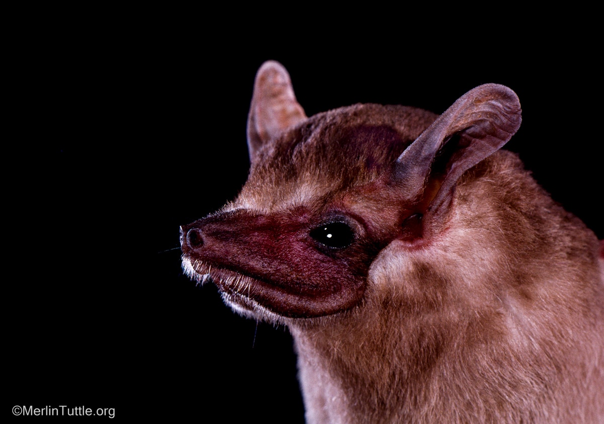 An African sheath-tailed bat (Coeura afra)