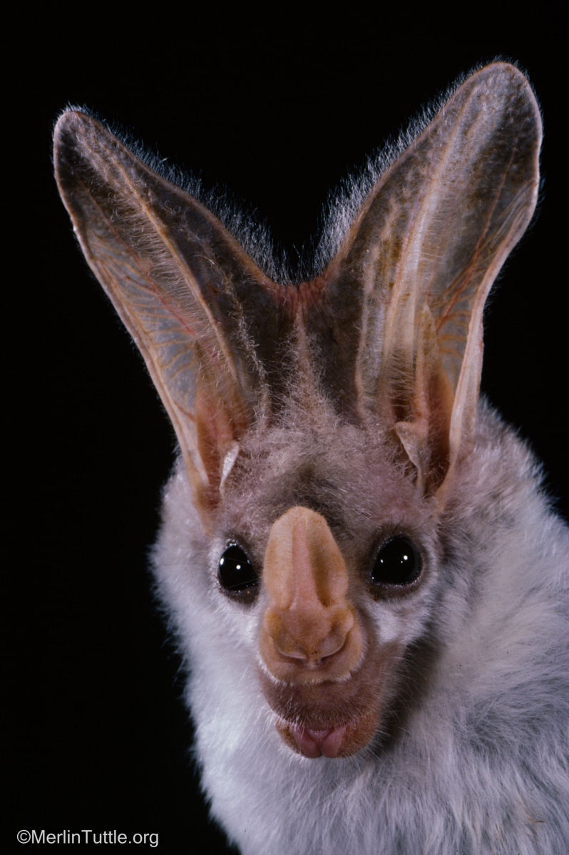 A portrait of a ghost bat (Macroderma gigas)
