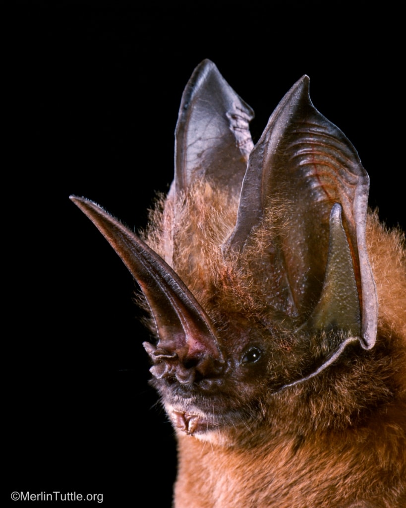 Sweet Bat Portraits Dispel Stereotypes of These Incredibly Important ...