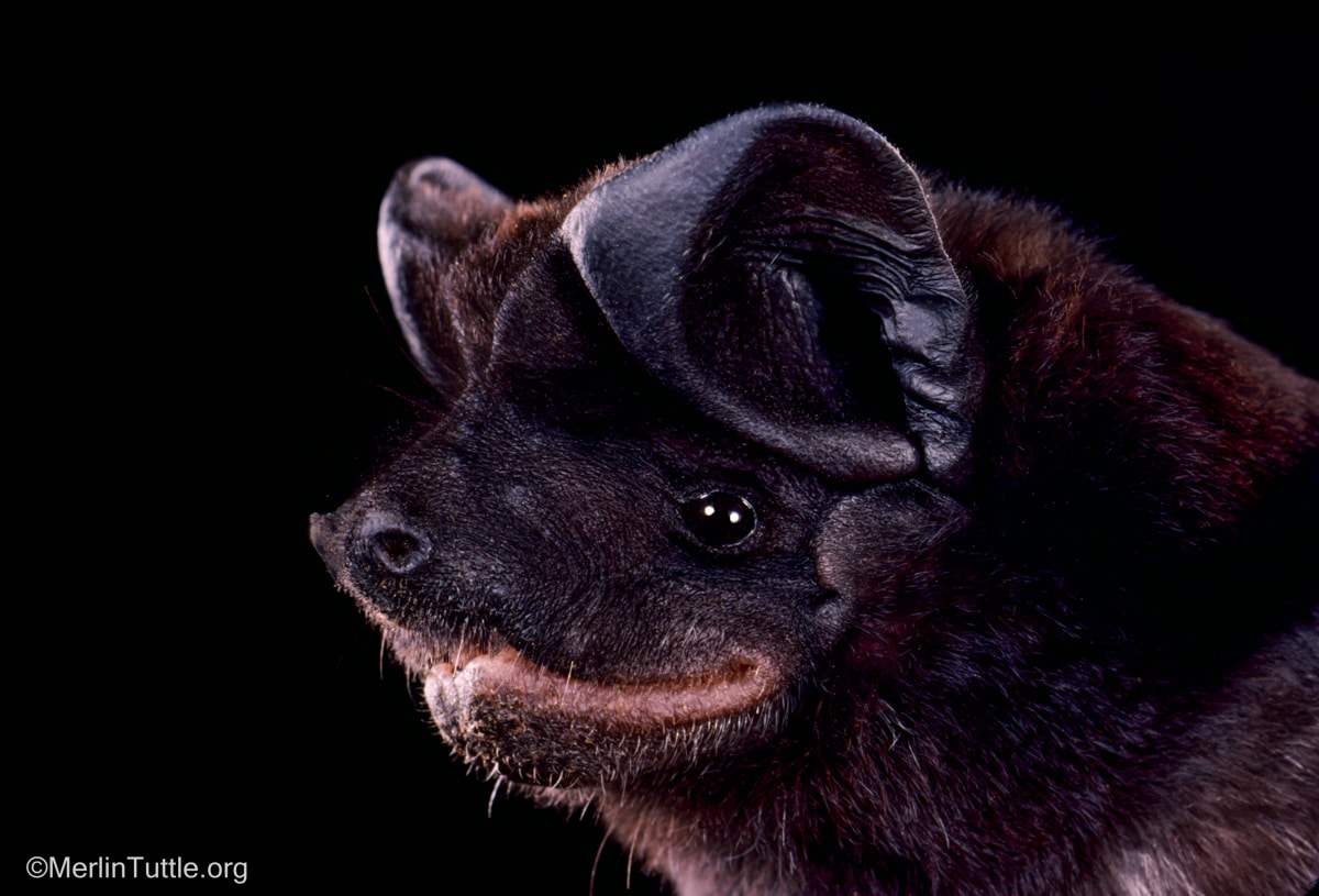 A black bonneted bat (Eumops auripendulus) 
